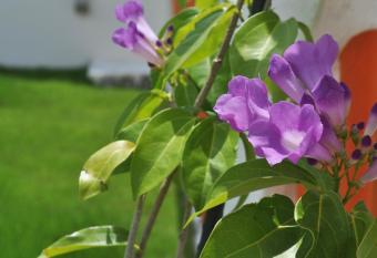 La Passione Boutique B&B has Balcony rooms