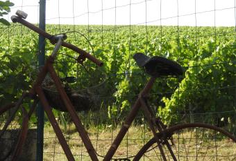 Au Coeur Des Vignes has Balcony rooms