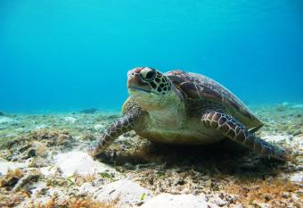 Tokashiku Marine Villege has Smoking/Balcony rooms