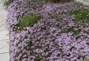 Walnut Tree House has Balcony rooms