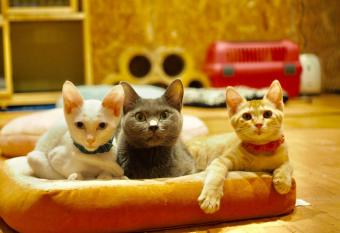 Nekokura Hostel allows 18 year olds to book a room