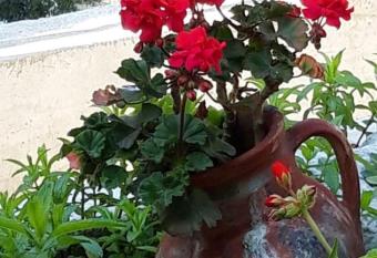 Apartment Lipa Mala has Smoking/Balcony rooms