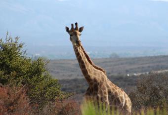 Klein Karoo Game Lodge has Balcony rooms