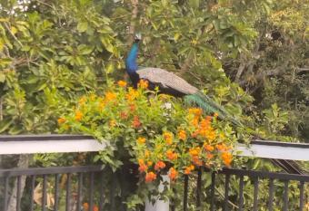 Abha family friendly Apartment has Balcony rooms