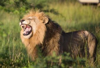 Ndzhaka Tented Camp has Balcony rooms