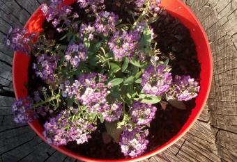 Djurdja Apartment has Balcony rooms