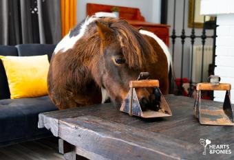 Hearts & Ponies allows 18 year olds to book a room