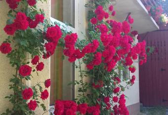 Pensiunea R  zvan has Balcony rooms