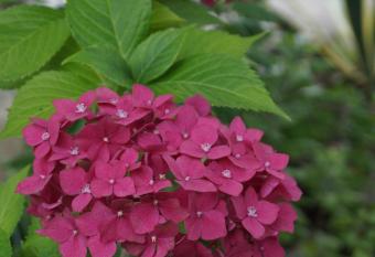 Olesya Guesthouse has Balcony rooms