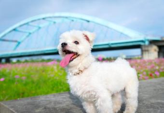 Pastoral riverside has Balcony rooms