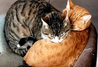 Casa Alba has Balcony rooms