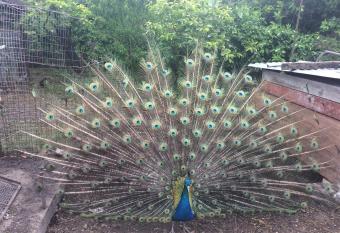                               has Smoking/Balcony rooms