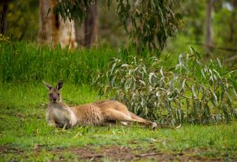 The Stirling Golf Club has Balcony rooms