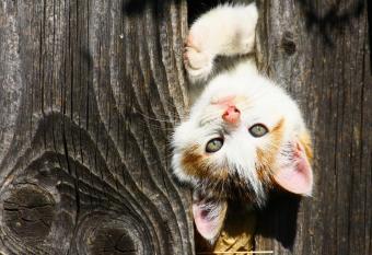 Bodnerhof has Balcony rooms