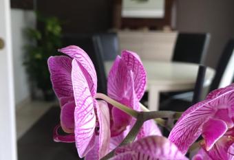 Nano House has Balcony rooms