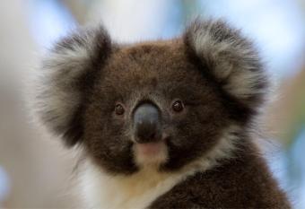 Bimbi Park - Camping Under Koalas has Balcony rooms