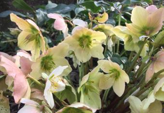 B&B Diele allows 18 year olds to book a room