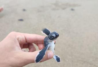 Adventure Turtle Homestay Meru Betiri has Balcony rooms