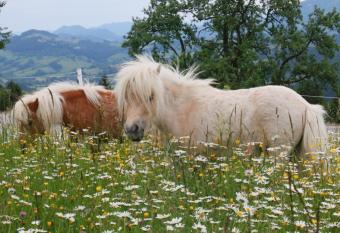 Bio Bauernhof - Mini Shetland Ponyhof  allows 18 year olds to book a room