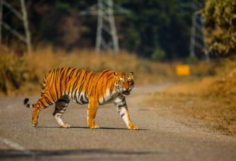 Wild Planet Eco Retreat has Balcony rooms