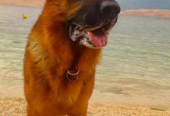 Mila Pet friendly house with private beach place has Smoking/Balcony rooms