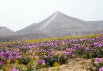 Yvonne Hostel Sde Boker allows 18 year olds to book a room