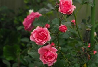 59 Chaucer Apartment has Balcony rooms