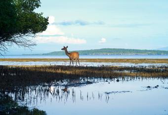 Menjangan Ecolodge - CHSE Certified allows 18 year olds to book a room