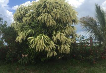 Vila Formosa Rural has Balcony rooms