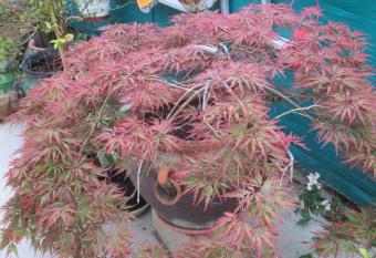 Le Parisien allows 18 year olds to book a room