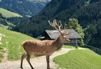 Haizelrock has Balcony rooms