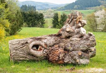 Solveigs Ferienwohnung has Balcony rooms