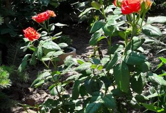                  allows 18 year olds to book a room