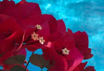 Casa Flor Paquet   has Balcony rooms