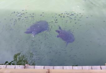 Hotel Riverside has Balcony rooms