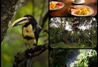 Eden Treehouse has Balcony rooms