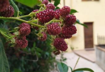 Home Easy Home, Spoleto has Balcony rooms