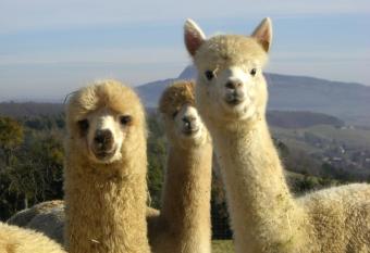 Alpaka-Ferien has Balcony rooms