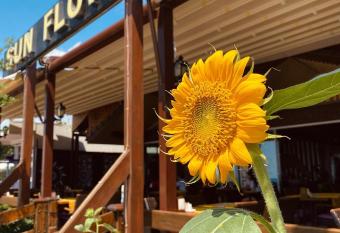 Sun Flower Apart Hotel has Balcony rooms