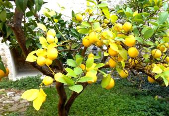 CastleHouse has Balcony rooms