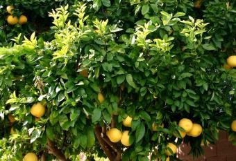 LEMON TREE has Balcony rooms