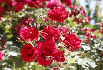 Rainbow has Balcony rooms