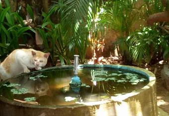 Adams Wood House Ayurveda Homestay Kochi has Balcony rooms