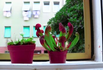 Two steps from the sea Venezia Lido has Balcony rooms