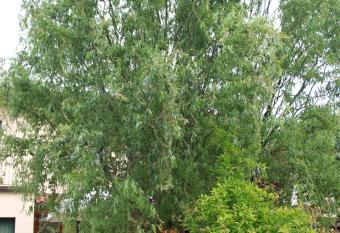 I salici di Laura allows 18 year olds to book a room