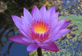 Jardines Secretos has Balcony rooms