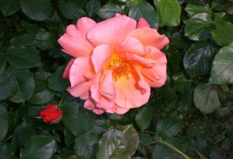 Hotel Villa Ines has Balcony rooms