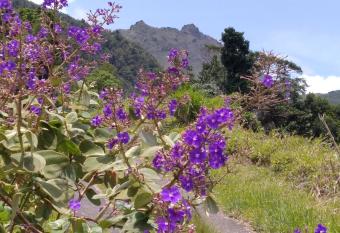 Les Pimentiers de Papaye allows 18 year olds to book a room