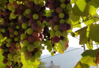 Cherry flower ( Tre  njin Cvet ) apartment has Balcony rooms