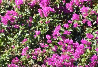 Azienda Agrituristica Biologica Il Querceto has Balcony rooms